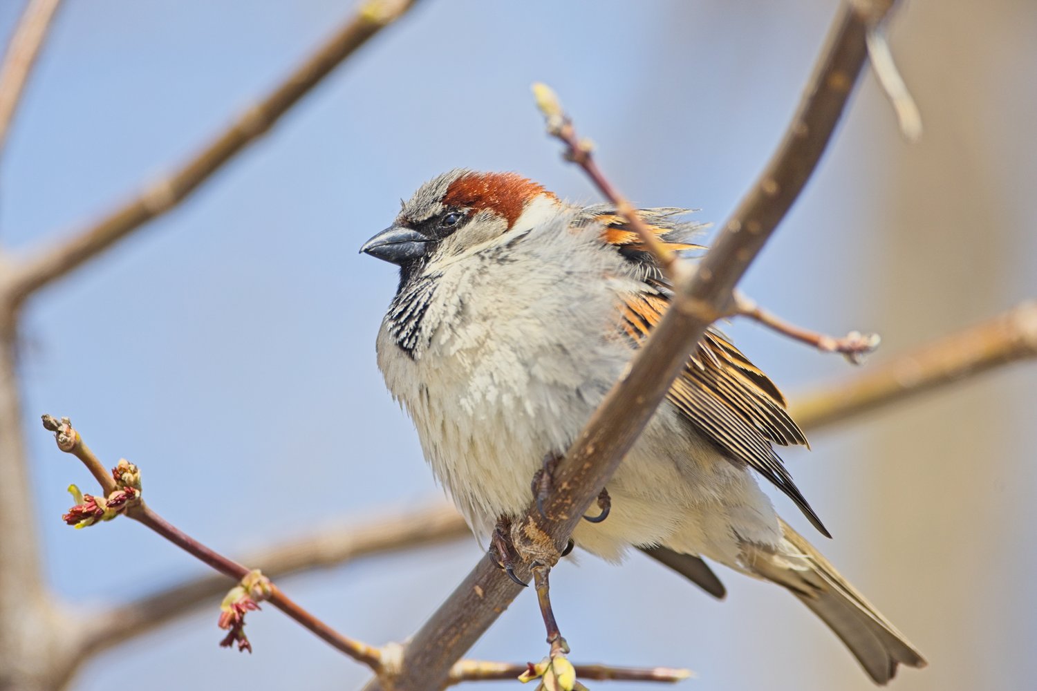 A Eurasian Tree Sparrow perched on a slender tree branch against a soft blue sky. The small bird displays a distinctive reddish-brown cap, grey head, and black cheek patch, with a black bib on its white throat and chest. Its body features soft grey and brown plumage with orange-tan markings on the wings, and a pale whitish belly. Delicate buds and emerging leaves on the branch suggest early spring, while the shallow depth of field keeps the focus sharply on the bird.